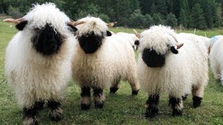 Valais Blacknose Sheep  World’s Cutest Sheep [upl. by Photima767]