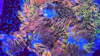 Boost Acropora Tenuis Health amp Polyp Extension with THIS Simple Trick Reefkeeping Secret Revealed [upl. by Runck]