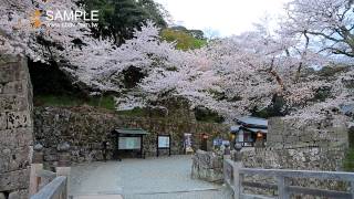 日本 近畿花見 春櫻紀實 茲賀縣 彥根市 彥根城 櫻花 金龜公園 美的因 BE V11 s k1170 [upl. by Terrab]