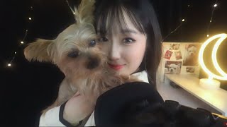 ASMRSub✔ Korean Whispering ASMRㅣSoft spokenㅣTalkingㅣAbout Pet Loss Grief amp Syndrome [upl. by Nylirek]