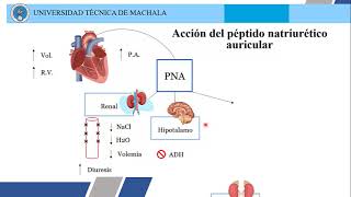 INSUFICIENCIA CARDIACA Y PEPTIDO NATRIURETICO ATRIAL [upl. by Meean]