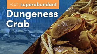 Dungeness crab Oregon’s most lucrative fishery  Pacific Northwest food  Superabundant S2 E1 [upl. by Oinotnas792]