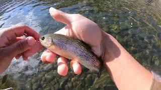 Clear Creek Fly Fishing Colorado [upl. by Pinzler]