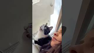 Omg shortvideo funny funnypetschannel funnyanimals cat funnypetslife pets [upl. by Adnihc]