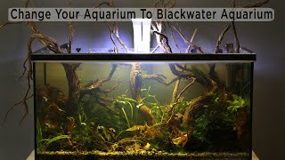 Change To Blackwater Aquarium  Biotope Aquascape [upl. by Eciryt610]