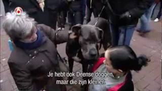 Groeten Terug  S47 Grote Hond [upl. by Marika]