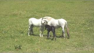 Andalusian mare with new foal meets stallion dad [upl. by Solahcin]