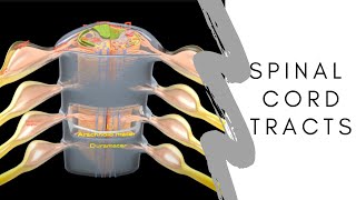 spinal cord tracts  spinal cord cross section neuroanatomy  ascending and descending tracts easy [upl. by Renado]