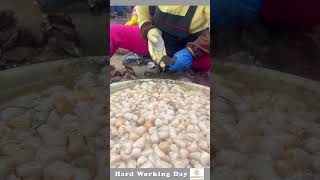 Hard Working Day 467 Shellfish Extraction Process [upl. by Ythomit]