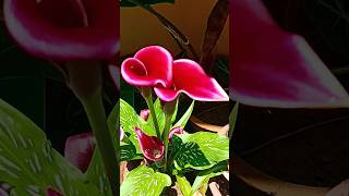 Calla Lily🌸🌷Arum Lily🌷 Zantedeschia aethiopica callalily lily plants shortsfeed [upl. by Brigid940]