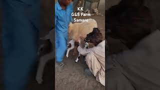 New born lamb samaro sheepfarming animals sheephusbandry samarian [upl. by Triley]