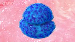 Biology  3Sec pregnancy and embryonic development [upl. by Enidlarej606]