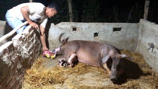 The mother pigs sow is giving birthThis is my pig raising in Cambodia [upl. by Ahsekan]