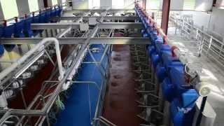 Fullwood HB50 herringbone milking parlour in action [upl. by Atikat]