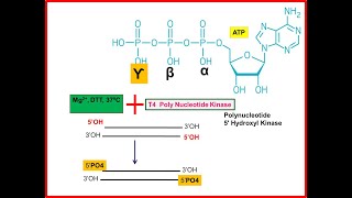 Poly Nucleotide Kinase Phosphorylation of DNA or RNANucleic Acids [upl. by Ingvar]