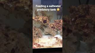 Feeding my predatory saltwater fish 😬 [upl. by Sirap]