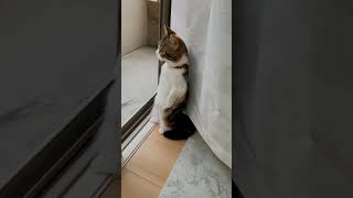 Sometimes Im Alone  Cat Singing  shorts meme catanimals cat cute [upl. by Schug842]