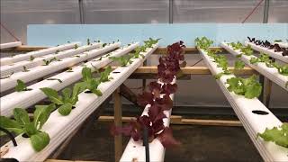 Moving Seedlings Into The Hydroponic System Troughs [upl. by Nim]