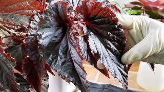 Cara Mudah Memperbanyak Begonia Merah  How to propagate begonia using stem Begonia aconitifolia [upl. by Adlitam823]