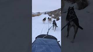 Dog Sledding Take Off explore explorepage adventure adventuretravel explorepage travel [upl. by Aelyak]