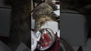 Urine Blockage in Cat  UTI Case [upl. by Ahsropal685]