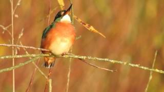 Eisvogel Weibchen genießt die Morgensonne [upl. by Norrahs]