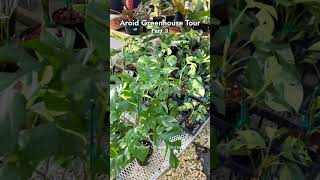 Aroid Greenhouse Tour inside Perfect Choice Nursery pt 3 [upl. by Donoghue]