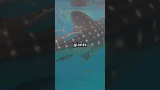 Discover the Gentle Giant Whale Shark [upl. by Haerb993]