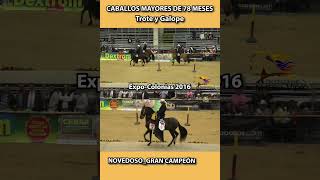 CABALLOS MAYORES P1 Y NOVEDOSO GC EXPOCOLONIAS 2016 trote shortsvideo horse caballosdepaso [upl. by Fiertz]