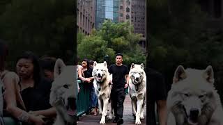 Beautiful ivory Direwolves 🤩❤️🐺 direwolves wolf wolves pets pet dogs dog fyp [upl. by Allix503]