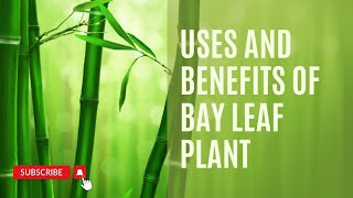 Uses and Benefits of Bay Leaf Plant [upl. by Lyontine250]