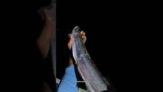 दातल  vesavchanakhwa fishing versova mumbai daatal fish trendingfishing viralfishing koli [upl. by Thomasin]