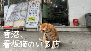 370 猫のいる茶餐廳【香港】 [upl. by End]