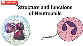 Structure and functions of Neutrophils and neutrophils granules [upl. by Siegel]