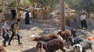 Simple and Merciful Life Beckers family in the mountains👨‍👩‍👧‍👧🐑⛰️ [upl. by Rhianon]