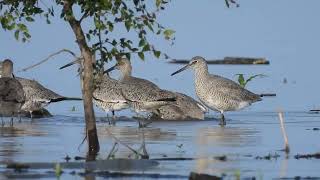 Western Willet wading [upl. by Asor]