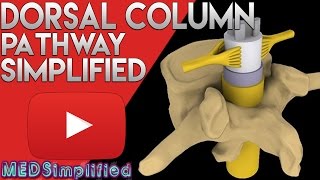 Dorsal Column Medial Leminiscus Pathway Made Easy  Spinal Cord Tracts 1 [upl. by Godliman568]