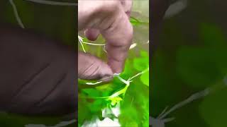 Sagittaria subulata propagation by cutting the runner plant ☘️ [upl. by Sirrom]