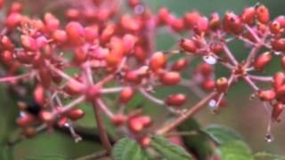 Viburnum plicatum Shasta Double File Viburnum [upl. by Nawuq]