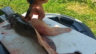 How To Fillet Catfish The Easy Way [upl. by Lilah]