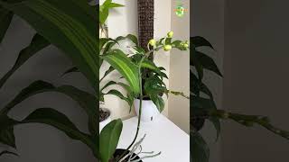 Re Blooming Orchids in Clay Pebbles thegreenearth shorts youtubeshorts [upl. by Eseret]