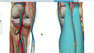 popliteal artery 3D anatomy [upl. by Seif]