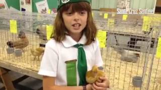 Santa Cruz County Fair with Jordan Randolph 9 a Corralitos 4H member who raises chickens sccfai [upl. by Anelyak680]