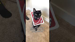 I made my oneeared cat an “Uno Reverse” Halloween costume 😻 w thekatcurtis cats halloween [upl. by Bergstrom]