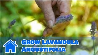 Maintaining amp Pruning Shrubs  How to Grow Lavandula Angustifolia [upl. by Aicilyt383]