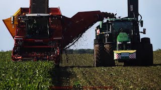 Grimme  John Deere  Hawe  Rübenernte  Harvesting Beets [upl. by Nixie]