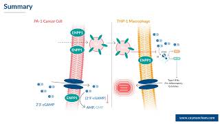 Modulation of ENPP1 Activity amp 2´3´cGAMP Degradation in Ovarian Cancer Cell Lines [upl. by Eiraminot212]