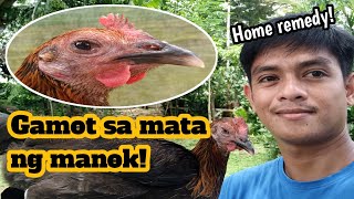 Gamot sa mata ng manok  Home remedy  Paragmanoktv [upl. by Akemor]