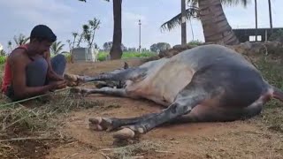 Hooves cleaning for Jallikaatu stud bull JCS bull massage [upl. by Coulombe]