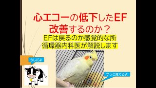 心エコーの低下したEF改善するのか？基礎から感覚的な所を循環器内科医が解説します [upl. by Blim]